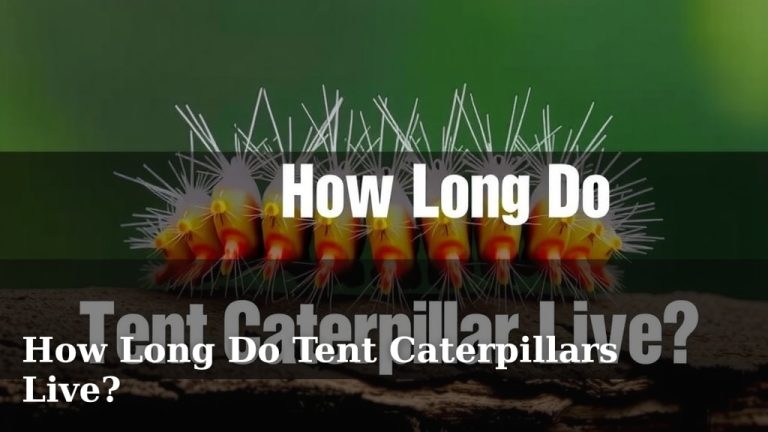 How Long Do Tent Caterpillars Live?