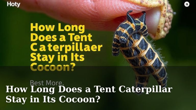 How Long Does a Tent Caterpillar Stay in Its Cocoon?